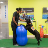 Katie Harrington, Mary Free Bed recreational therapist, works with Vandy, a black Labrador Retriever, using a balance ball in an animal-assisted therapy session.